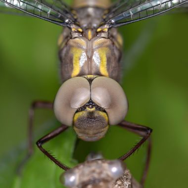 Ignicapillus en Hamelin: Fauna  (Les Llosses), Detalle de libélula

Con esta foto no busqué que la especie pudiese ser identificada si no evidenciar las mi...