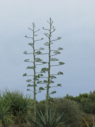 Solerantonio2 en Hamelin: Flora  (Almería), Agave americana, Pita planta