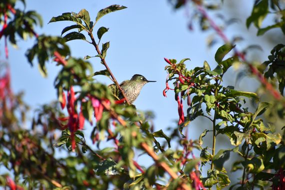 photographsolivia.gazale en Hamelin: Fauna, Colibrí 