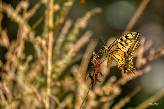 Malofer2 en Hamelin: Fauna  (Orense)