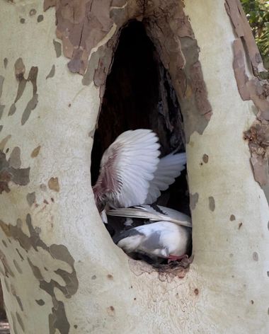 Fernandosalado58 en Hamelin: Fauna, Columba livia J.F.Gmelin, 1789, #Fotografia: palomas,(Córdoba)#