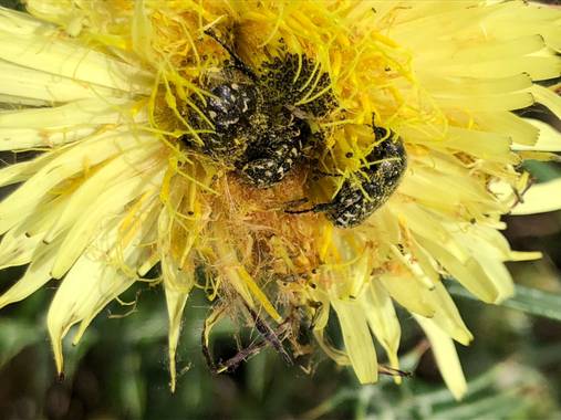 Naturalezadebarrio en Hamelin: Fauna  (El Vendrell), #polinizacion #encadaventanaunaflor #naturalezadebarrio#insectosenpelgrodeextincion@naturalezadebarrio