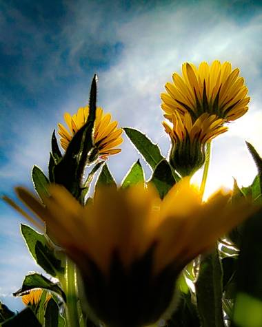 Catalinaruizgarcia en Hamelin: Flora  (Islas Baleares), Colores 