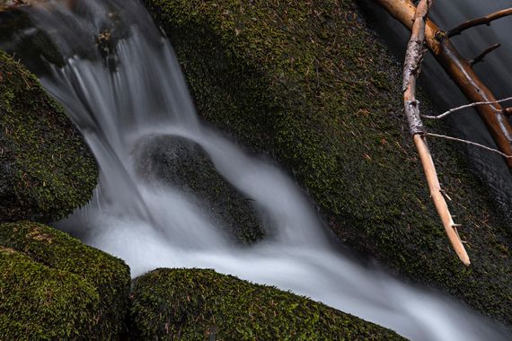Ignicapillus en Hamelin: Paisaje  (Alt Àneu), Torrent del Bosc del Gerdar

Foto de agosto del 2020, tomada al anochecer en el Bosc del Gerdar (Pallars Sobi...