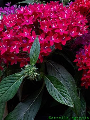 Mpinfante en Hamelin: Flora, Pentas lanceolata, N