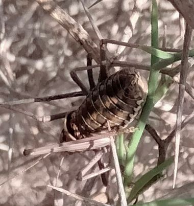 Solerantonio2 en Hamelin: Fauna  (La Marina), Insecto