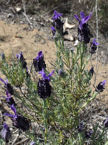 Solerantonio2 en Hamelin: Flora  (Níjar), Lavandula stoechas, Planta