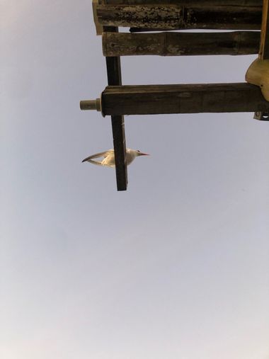 Riccyreyees en Hamelin: Fauna, #gaviotas #mar #gaviota #agua #oceano 