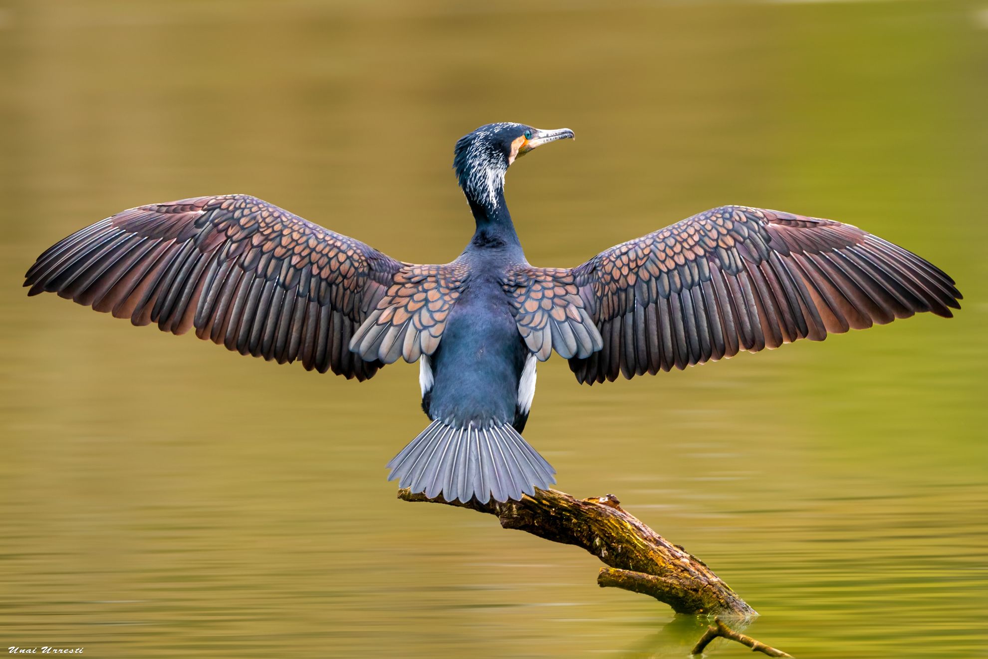 ““Cormorán grande” (Phalacrocorax carbo)