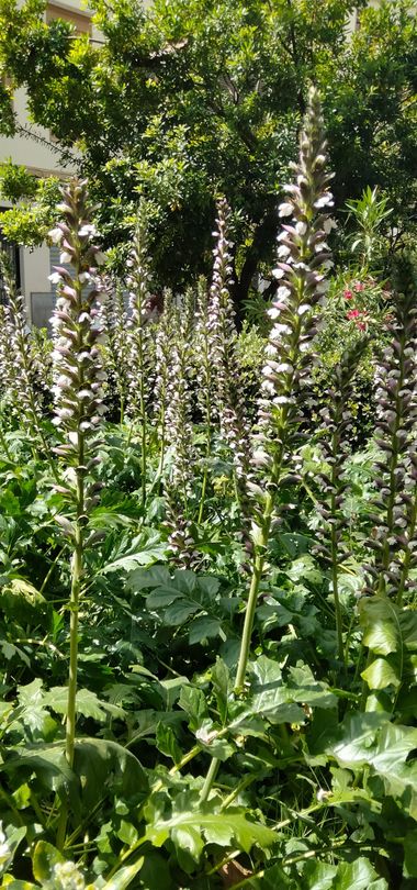 Solerantonio2 en Hamelin: Flora  (Comarca de la Vega de Granada), Acanthus mollis, Planta