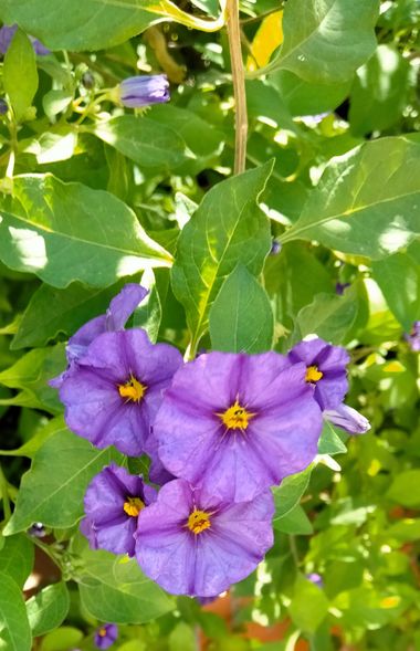 Solerantonio2 en Hamelin: Flora  (Almeria), Lycianthes rantonnetii, Planta