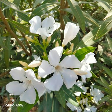 Solerantonio2 en Hamelin: Flora  (Almería), Nerium oleander, Planta 