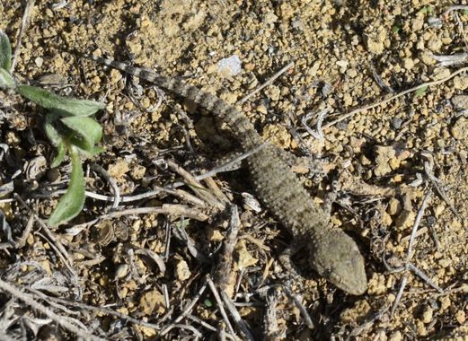 Solerantonio2 en Hamelin: Fauna  (Gádor), Salamanquesa
