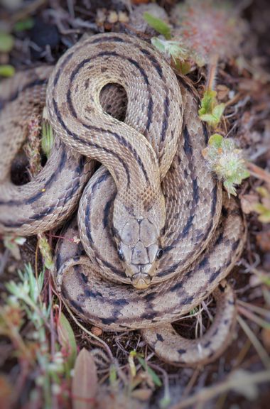 Mararuizasensio en Hamelin: Fauna  (Huelva), #fauna #serpiente #escalera #reveladasaefona #huelva 