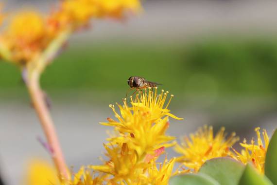 dalopri_ en Hamelin: Flora  (Segovia), Sedum palmeri, #flora21 