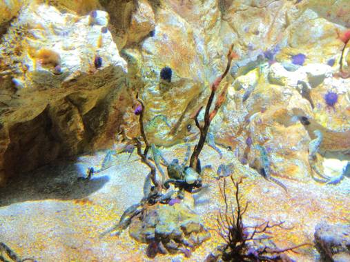 GreenPhoto en Hamelin: Fauna 