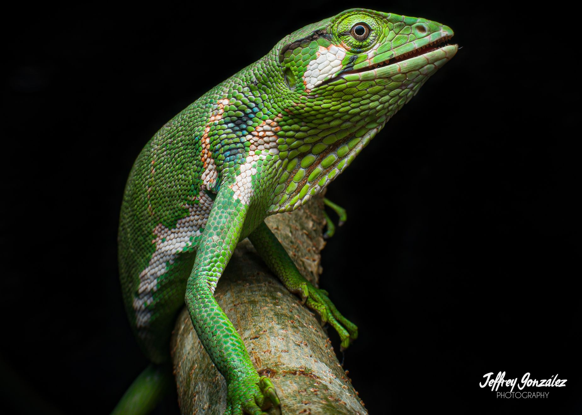“Lagartija del Dosel” (Polychrus gutturosus)