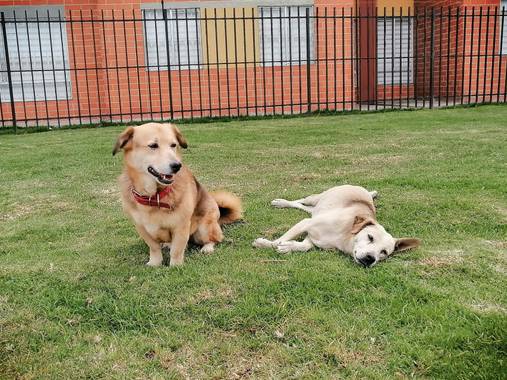 Eik15 en Hamelin: Fauna  (Ciudad Verde), Canis lupus familiaris Linnaeus, 1758, Disfrutando la naturaleza #max #pochi #naturaleza #mascotas 