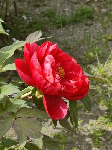 IreneRoldan en Hamelin: Flora  (Madrid), Paeonia officinalis, Primavera en el #realjardinbotanicomadrid 