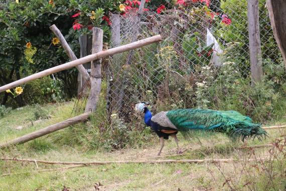 Camisi1812 en Hamelin: Fauna  (Villa de Leyva), Pavo cristatus type, #animal 