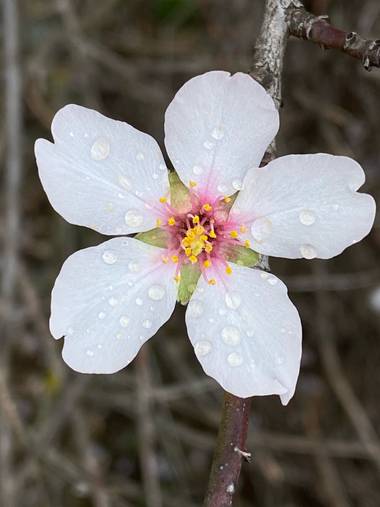 Loli🐾 en Hamelin: Flora  (Algarinejo), Prunus dulcis, Flor con gotas de agua