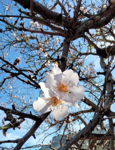 Solerantonio2 en Hamelin: Flora  (Níjar), Prunus dulcis, Planta