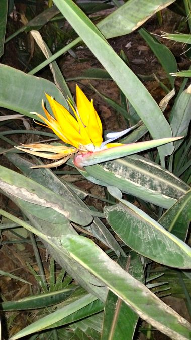 Solerantonio2 en Hamelin: Flora  (Almería), Flor ave del paraiso