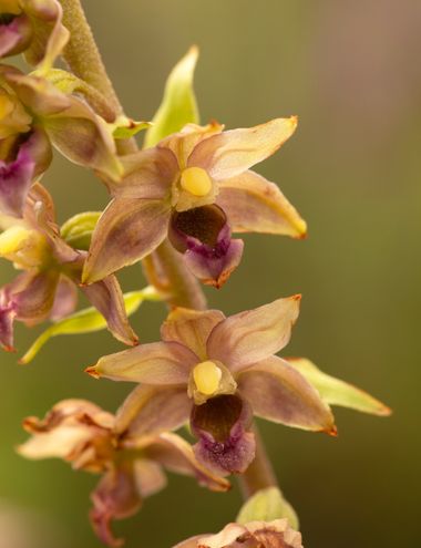 Juan Linares en Hamelin: Flora, Epipactis lusitanica D.Tyteca, #epipactis #epipactislusitanica #orquidea #portugal 