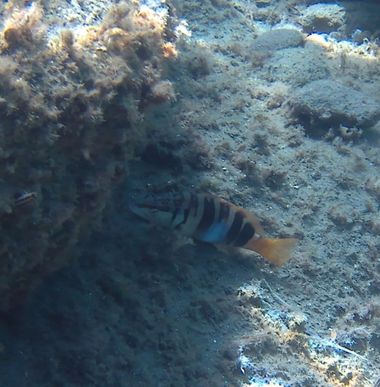 Solerantonio2 en Hamelin: Fauna  (Arrecife de las Sirenas), Pez