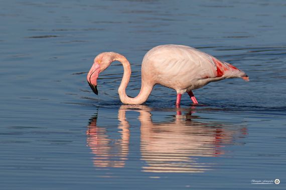 Breogán654 en Hamelin: Fauna  (Calp), Phoenicopterus roseus Pallas, 1811, Flamenco común #aves