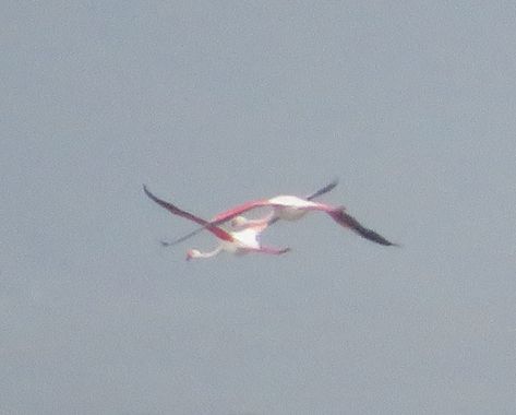 Solerantonio2 en Hamelin: Fauna  (Níjar), Phoenicopterus roseus Pallas, 1811, Flamencos rosados