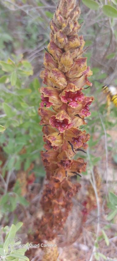 Apasnau75 en Hamelin: Flora  (Ardales), Orobanche gracilis, Planta parásita de flores atractivas. La avispa se aleja tras su visita...