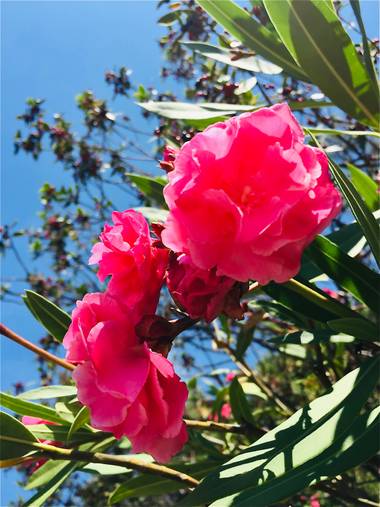Erikalan9 en Hamelin: Flora  (Barcelona), Nerium oleander