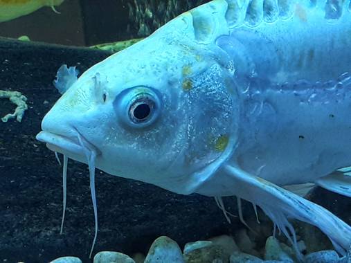 Manelsersol en Hamelin: Fauna  (Castell-Platja d'Aro), #Naturaleza2021#Naturaleza21 #Peces #Fish 