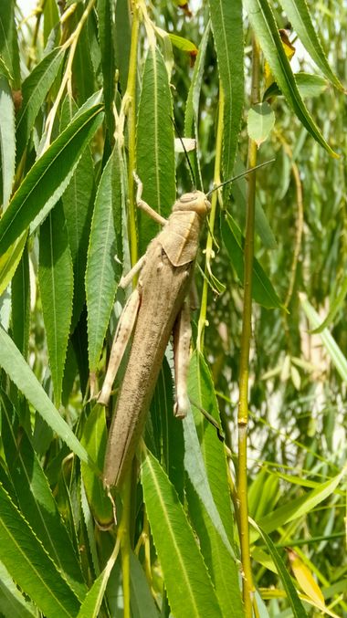 Solerantonio2 en Hamelin: Fauna  (Almeria), Langosta saltamontes