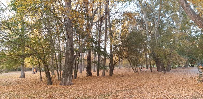 taquesolo en Hamelin: Paisaje  (Logroño), #parquesyjardines #parquedelebro #otono2020 #castaños