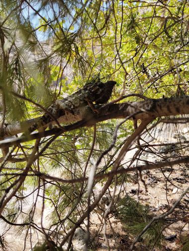 Solerantonio2 en Hamelin: Fauna  (Carboneras), Reptil