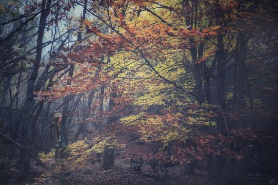 Yatoma66 en Hamelin: Paisaje  (Riaza), Hayedo de la Pedrosa#bosque#natura