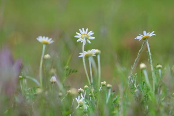 Nani en Hamelin: Flora  (Serradilla del Arroyo), Flora Margarita


