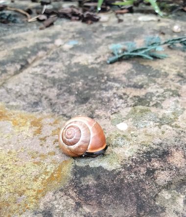 Solerantonio2 en Hamelin: Fauna  (Polígono Agustinos Calle D), Caracol