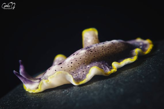 carlos__o2 en Hamelin: Fauna  (Calp), Prostheceraeus moseleyi Lang, 1884, #planaria #flatworm #gusano #worm #underwater #diving 