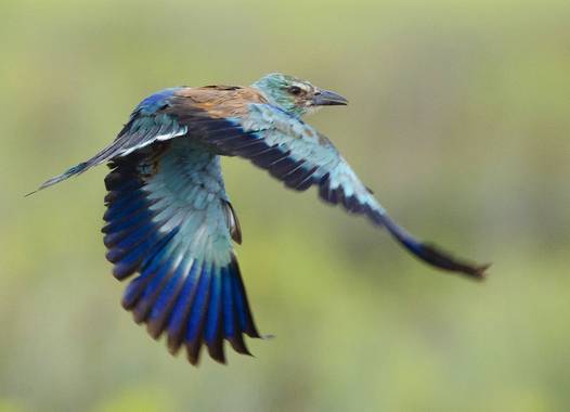 Adrianordierescarriles en Hamelin: Fauna  (Comuna C. A. Rosetti), Coracias garrulus Linnaeus, 1758, Carraca europea al vuelo en el delta del Danubio