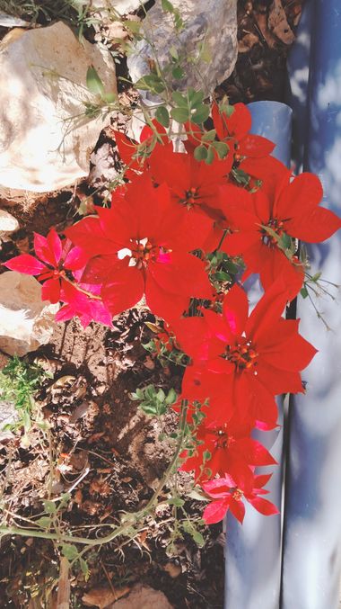 Solerantonio2 en Hamelin: Flora  (Almería), Planta