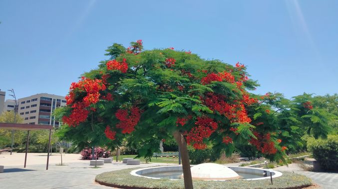 Solerantonio2 en Hamelin: Flora  (Avenida del Mediterráneo), Planta