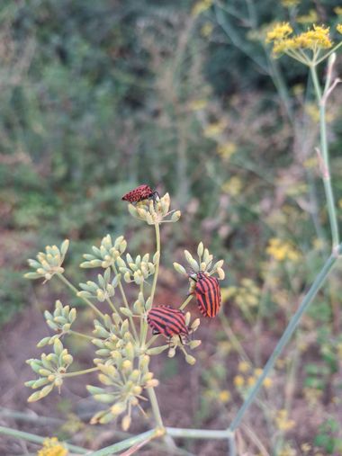 belenparada en Hamelin: Fauna  (Serradilla del Arroyo), Graphosoma lineatum italicum (O.F.Müller, 1766), #graphosomaitalicum #chincherayada 