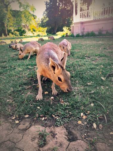 camila.loffreda en Hamelin: Fauna  (Argentina), Maras patagónicas.