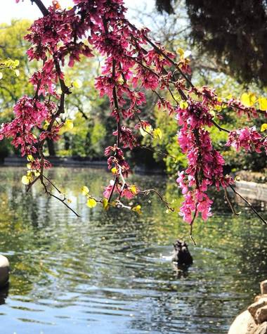 Bea San en Hamelin: Paisaje  (Madrid), Lago del parque El Capricho 🦆

#parquesyjardines #parqueelcapricho #madrid #pato #fauna #flora #paisaje #lago