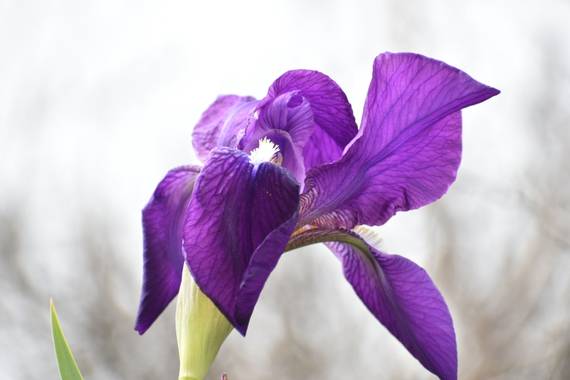 Belenhernandezg en Hamelin: Flora  (Soto del Real),,#flor #primaveraconaromafresias 