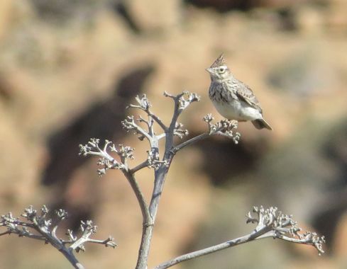 Solerantonio2 en Hamelin: Fauna  (Níjar), Ave