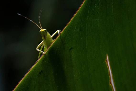 Emilioposadap en Hamelin: Fauna  (Ricaurte), #macrophotography #naturephotography 